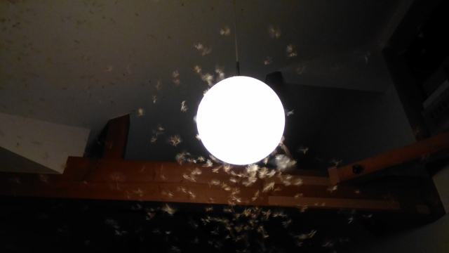 白アリの正しい生態を知って、ご近所トラブルを防ぎましょう