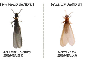 温暖な福岡でのシロアリ対策における注意点とは