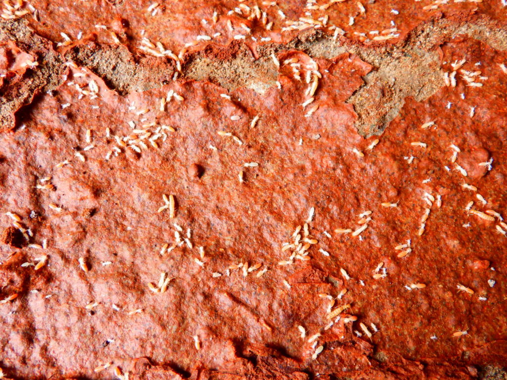 倉庫のシロアリ消毒